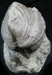 Platystrophia Brachiopod Fossil From Kentucky #26453-2